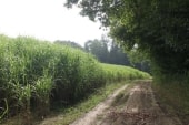 GR14 le long de la Marne